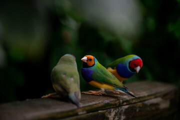 Beautiful colorful Gould-amandina (Gouldian finch) birds in the nature