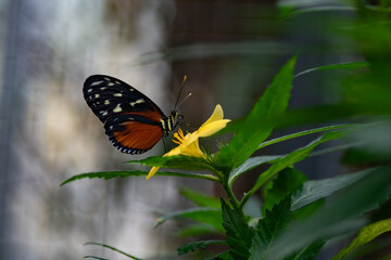 heliconius hecale butterfly in  the tropical nature	