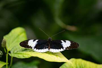 Tropical Butterfly in the nature, selective focus, with space for text