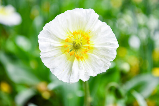 Arctomecon merriamii, white poppy macro	

