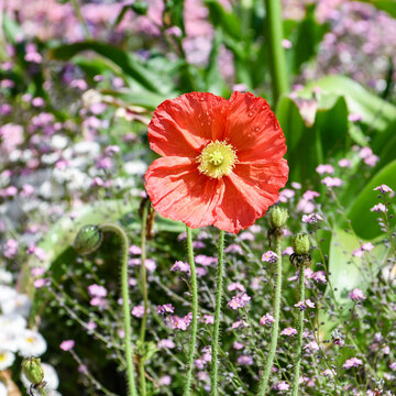 Arctomecon merriamii, red poppy closeup in the nature, with a bee on the poppy
