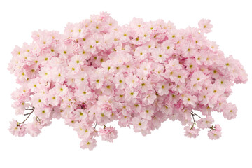 Fototapeta premium Delicate pink cherry blossoms in full bloom, cut out