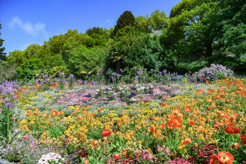 Landscape about a blooming flowerfied, beautiful red popies, orange and purple summer flowers