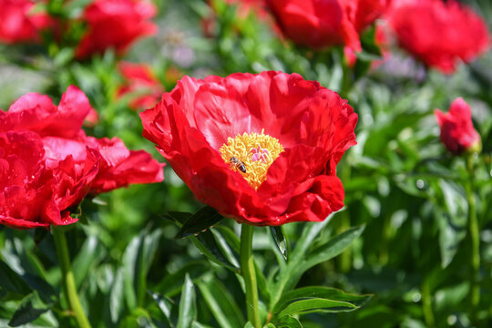 Arctomecon merriamii, red poppy closeup in the nature, with a bee on the poppy
