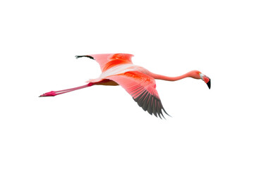 Flying flamingo with bright pink feathers, cut out