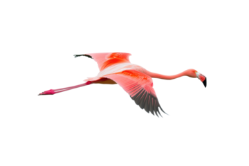 Flying flamingo with bright pink feathers, cut out