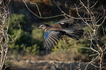 A Eurasian Jay in Flight