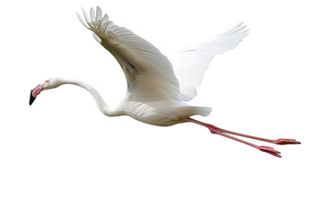 Fototapeta premium Pink flamingo in graceful flight over water, cut out