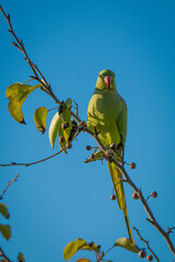 A Ring Necked Parakeet on a Tree Branch