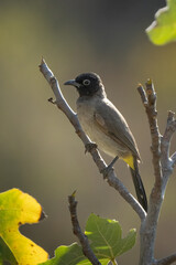 A Bulbul on a Fig Tree