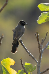 A Bulbul on a Fig Tree