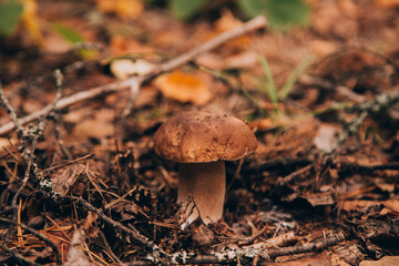 Mushrooms cut in the woods. Mushroom boletus edilus. Popular white Boletus mushrooms in forest.