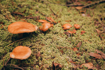 Brown mushrooms in green forest grass