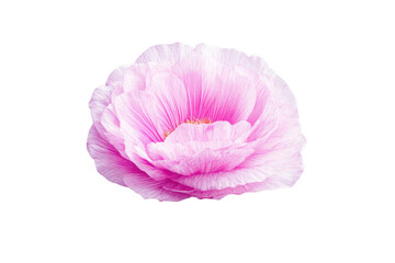 Beautiful pink lotus flower on white background, cut out
