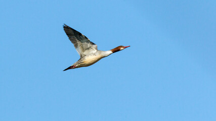 seagull flying in the sky
