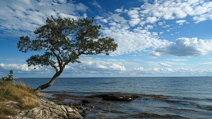 Sea, tree, Sky, view all this photo