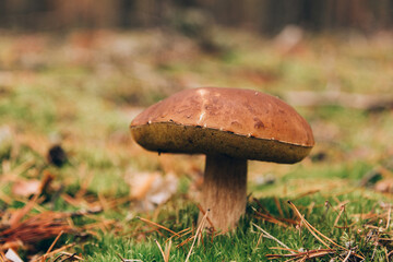 Mushrooms cut in the woods. Mushroom boletus edilus. Popular white Boletus mushrooms in forest.