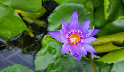 Top view of beautiful purple or violet lotus blooming on water garden with copy space. Beauty of Nature and Soft lily flower concept