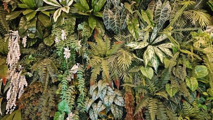 Green creeper plant, fern, orchid, vine or ivy and leaves wall for background. Natural wallpaper or...