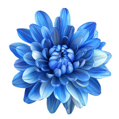 Obraz premium Vibrant Blue Dahlia Flower Stunning Close Up Peaceful Bloom,