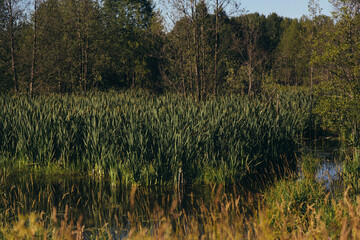 Sun streaming through the lush vegetation at Edward Ball Wakulla Springs State Park, a natural cypress swamp and deep freshwater springs.