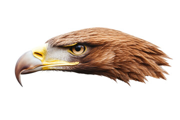 Fototapeta premium Powerful eagle portrait showcasing sharp features, cut out