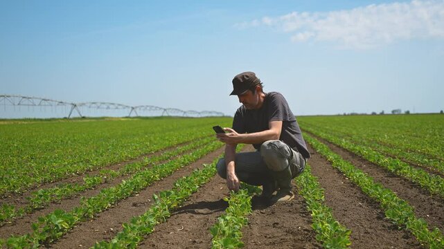 Portrait of confident male farmer squatting in cultivated soybean field, 4K