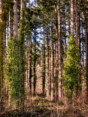 Abholzung im Mischwald