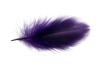 Purple feather with delicate textures on cutout, cut out