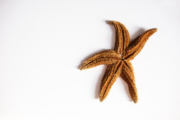 close-up of an isolated dried detailed golden brown starfish against a white background with copy space available; science specimen