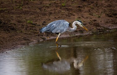 Great blue heron in the water