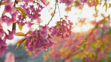 Beautiful Cherry Blossoms in Full Bloom with Sunlight Filtering Through Petals in a Serene Springtime Setting