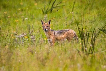 Jackals in the safari