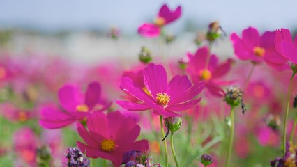 Fototapeta premium Close-up of vibrant pink cosmos flowers in full bloom, showcasing the beauty of nature and the essence of spring.