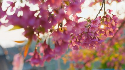 Beautiful Cherry Blossoms in Full Bloom with Sunlight Filtering Through Petals in a Serene Springtime Setting