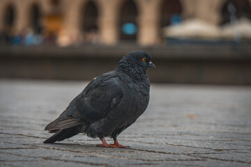 funny, funny in a funny position, wild bird on the street in the city, looking at the camera, bird portrait, blurry background