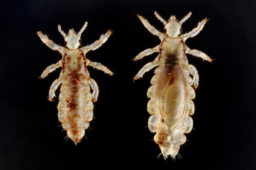 Body louse, Pediculus humanus humanus, also known as Pediculus humanus corporis, or the cootie. Male (on the left) and female (on the right) on a black background. Top view.