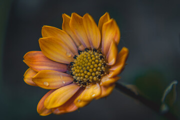 abstract photos of yellow african daisy flower in spring garden