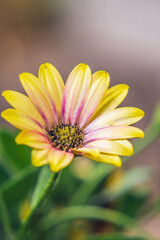 abstract photos of yellow african daisy flower in spring garden