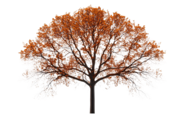 Vibrant red oak tree showcasing autumn leaves, cut out