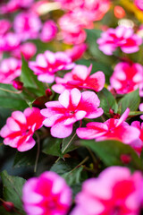 Impatiens New Guinea, family Balsaminaceae, in folk tradition the "glass flowers" or "flowers of handsome men".Garden with pink and white Impatiens flowers or glass plants in full bloom in a summer