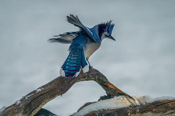 Blue Jay ready to fly
