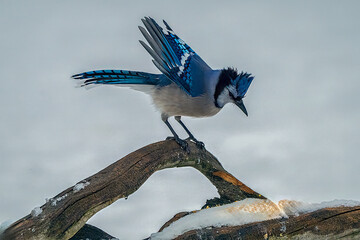Blue Jay balancing on a branch