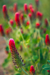 long eared clover field, red clover at sunset in the field in summer
