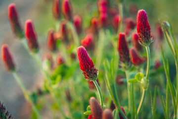 long eared clover field, red clover at sunset in the field in summer