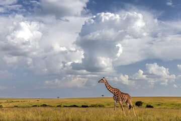 Fototapeta premium Giraffe, Horizon, Clouds