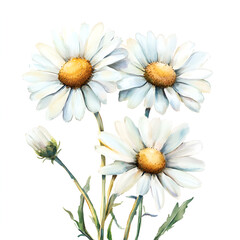 Fototapeta premium Watercolor daisy flowers isolated on white