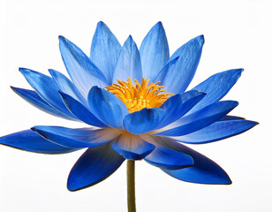 blue lotus flower isolated on a white background
