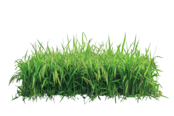 Vibrant green rice plants, cut out