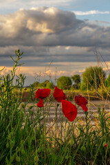 field of poppies and blue sky